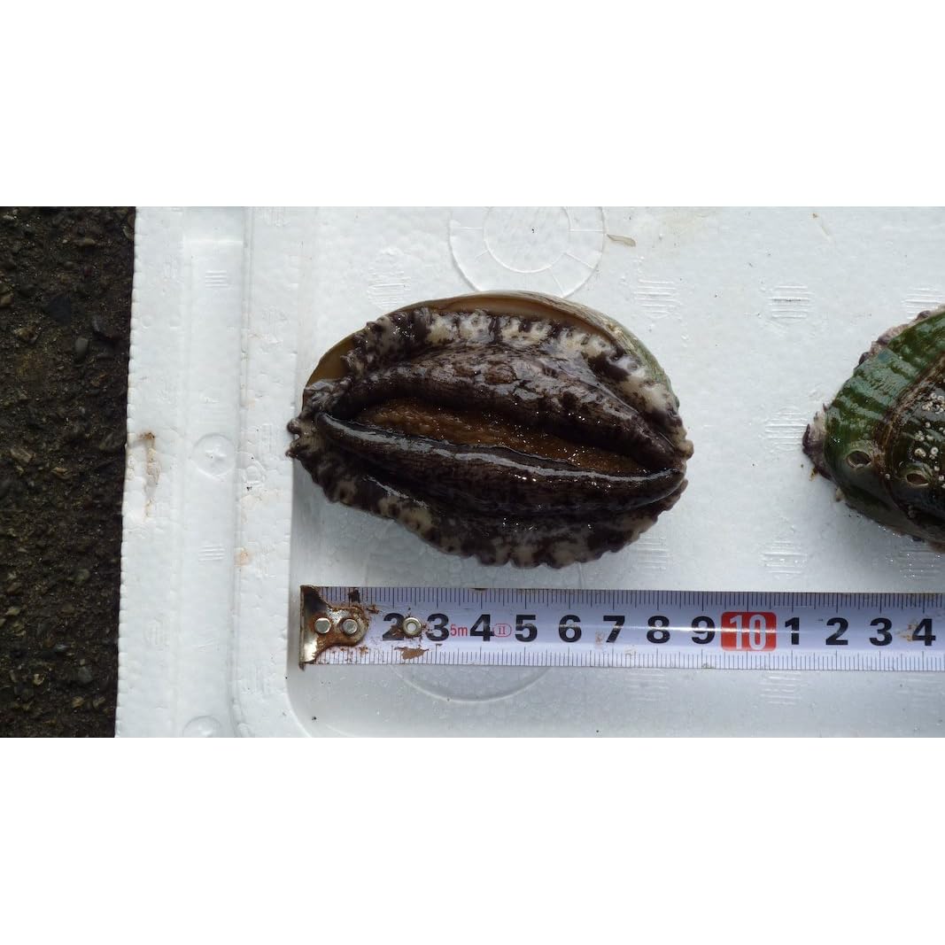 まるか水产 高级アワビ 养殖 80g~90gを1kg(1