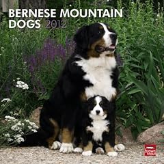 Bernese Mountain Dogs 2012 Calendar