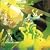 Greenslade