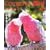 Companion Bird No.4 (2005)�\�������Ɗy�������K�ɕ�炷���߂̏�� SEIBUNDO Mook