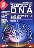 �}���ЂƖڂł킩��!DNA�\�����܂ŉ����������ꂽ�����̐_�� (���j�Q���V���[�Y)