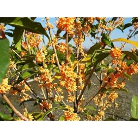 �y6�����͂�ۏ؁z�y���_���؁z�L�����N�Z�C�@0.3m�@�y���������Ή��z
