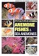 �N�}�m�~�ƃC�\�M���`���N�̎���@�\ANEMONEFISHES & SEA ANEMONE (�}�����A�N�A���E���K�C�h�V���[�Y)