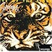 Eye of the Tiger