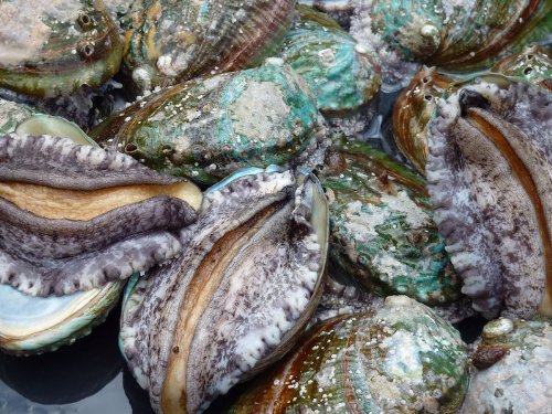 まるか水产 高级アワビ 养殖 80g~90gを1kg(1