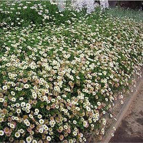 �G���Q���� �J���r���X�L�A�k�X3���|�b�g12���Z�b�g