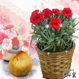 �򕌎Y�J�[�l�[�V�������U���@�Ɓ@�a�I�̏ČI����Ƃ�6���@���������@�܂��Ԃɂ�����̓��M�t�g�@�`�l10���܂ł̂����������o��