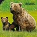 Bears 2012 Calendar