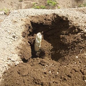 ≪北海道産≫奥田さんのホワイトアスパラＬサイズ１Ｋｇ