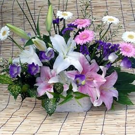 527�y�������̉ԁz�y���������z�I���G���^���n�̔��ƒW���s���N�n�̕S���̃A�����W�����g