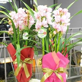 �y���������z�V���r�W���[�����q���܁@3�{���� ���Ε�M�t�g�ɐl�C�̂Ƃ��Ă��L���[�g�ȃV���r�W���[���ł��B�ԍH�[�ԑ���G�[�f�����C�X �t�����[�M�t�g