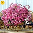 2010���Ȍ�̐��E ��(Yama-Kei Calendar)