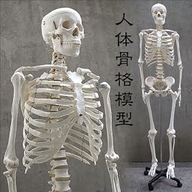 �l�̍��i�͌^�@HUMAN SKULL