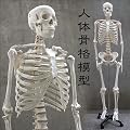 �l�̍��i�͌^�@HUMAN SKULL