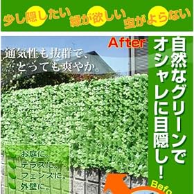 �����������������B���B�I�V�����ŋ@�\�I�ȃx�����_�ډB���w�ډB���O���[���t�F���X�@���C�g�O���[���x