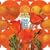 ���b�L�[�E�I�[���h�E�T�� [12 inch Analog]