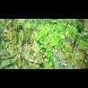 JiLL-Decoy association MV「リハル」
