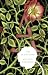 The Scarlet Letter (Modern Library Classics)