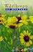 Wildflowers of Montana