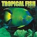 Tropical Fish 2007 Calendar by Browntrout Publishers