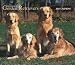 Golden Retriever 2007 : For the Love of Golden Retrievers 2007 Deluxe Calendar