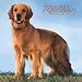 Golden Retriever 2007 : Golden Retrievers 2007 Calendar
