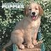 Golden Retriever 2007 : Golden Retriever Puppies 2007 Calendar