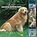 Golden Retriever 2007 : Golden Retrievers 365 Days 2007 Calendar