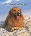 Golden Retriever 2007 : Golden Retrievers 2007 Weekly Calendar