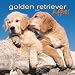 Golden Retriever 2007 : Golden Retriever Puppies 2007 Mini Calendar