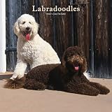 Labradoodles 2007 Calendar