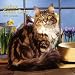 Maine Coon Cats 2008 Square Wall Calendar by BrownTrout Publishers