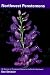 Northwest Penstemons