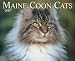Maine Coon Cats 2007 Calendar