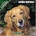 Golden Retriever 2007 : Golden Retriever 2007 Wall Calendar