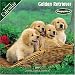 Golden Retriever 2007 : Golden Retriever Puppies 2007 Wall Calendar