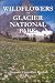 Wildflowers of Glacier National Park