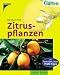 Zitruspflanzen