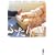 ふたり。―新風舎文庫大賞短編アンソロジー (新風舎文庫)