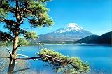 富士山 / 松 [ポスター]