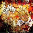 CD Cover Art