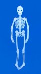 Festplatten: Steinigke Uv-Skelett Flach