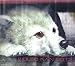 Wolf's Rain OST 2