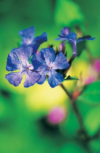 Flowers - Ceratostigma willmottianum Forest Blue