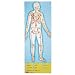 Melissa and Doug Human Body 100 pc Floor