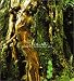 Panorama Steel Orchestra - 