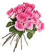 Elegant Pink Roses