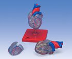 Classic Heart with Conducting System, 2-part