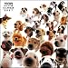   - THE DOG Artlist - 2007 All Star Dog Wall Calendar