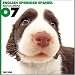   - THE DOG Artlist - 2007 English Springer Spaniel Wall Calendar